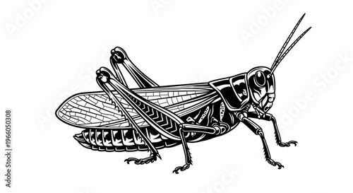 Green grasshopper insect macro close-up isolated on white background with detailed antenna and legs