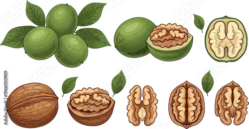 Walnut and green husk vector illustration set with whole cracked and kernel pieces detailed healthy nut food design