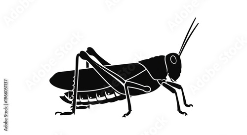 Green grasshopper insect isolated on a white background showing detailed close up view