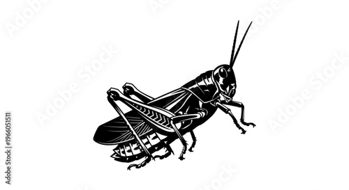 Green grasshopper insect isolated on a white background with detailed close up view