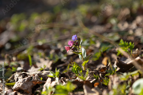 lungwort in the forest