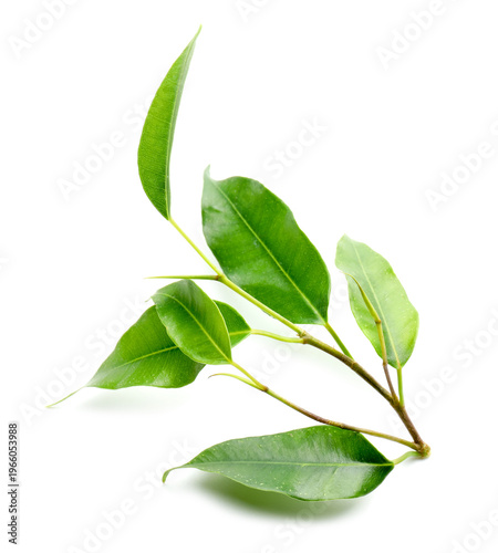 Branch with fresh green citrus leaves isolated on white