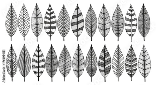 Hand drawn leaf collection with geometric patterns, 22 black and white botanical vector elements, decorative foliage set for organic branding
