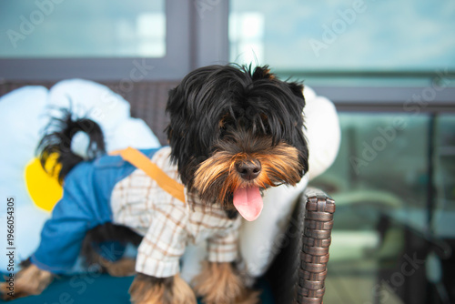 funny Yorkshire Terrier puppy poses on the sofa