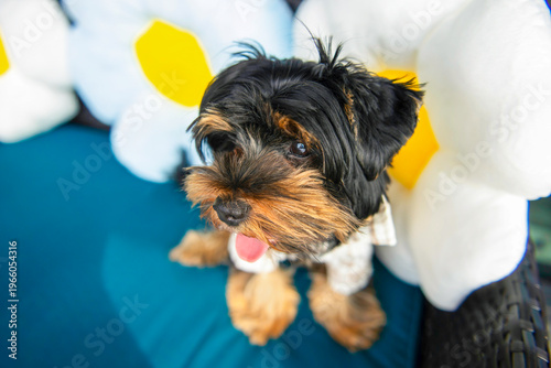 funny Yorkshire Terrier puppy poses on the sofa