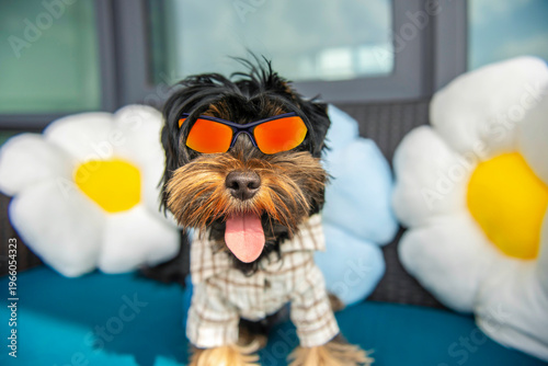 funny Yorkshire Terrier puppy poses on the sofa