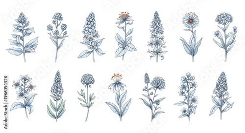 Vintage botanical sketches of 14 wild flowers. Hand drawn floral elements in blue ink. Antique garden herb collection for wedding invitations and branding.