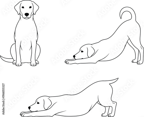 Three common dog poses illustrated in simple line drawings Vector