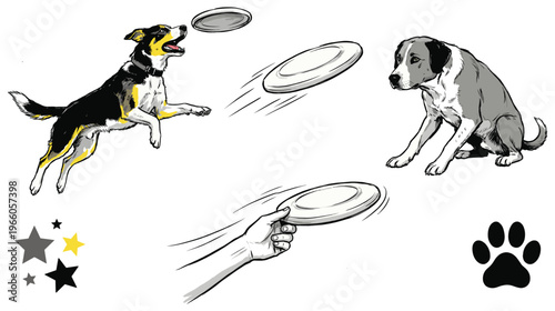 Two dogs playing frisbee with hand throwing disc