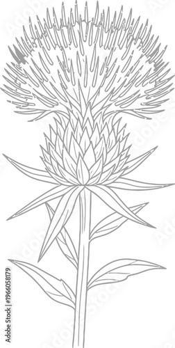 Detailed illustration of a thistle plant with spiky flower head and elongated leaves Vector