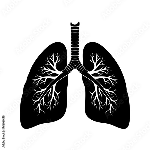 Silhouette of human lungs showing the trachea and bronchial tree for medical illustration isolated on white background