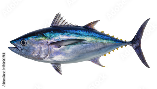 Foto Bluefin tuna with vibrant blue scales, isolated on transparent background