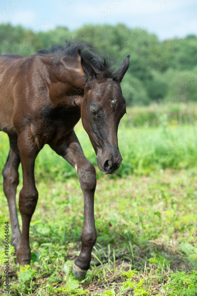 Naklejka premium close up portrait of beautiful black foal of sportive breed walking in field freely. sunny day