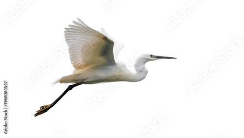 Tableau sur toile White egret in flight wings spread, isolated on transparent background