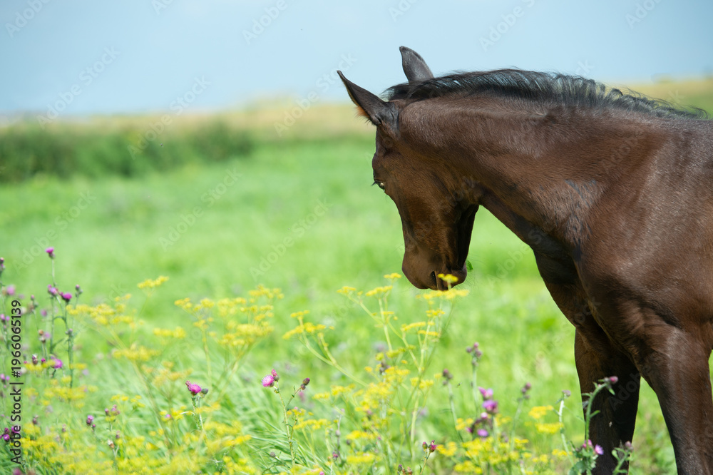 Naklejka premium vibrant portrait of beautiful black foal of sportive breed grazing in field at sunny summer day
