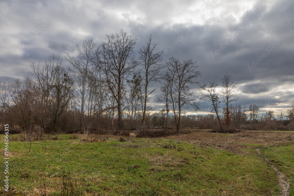 Fototapeta premium Spring meadow and trees in Moravska Nova Ves