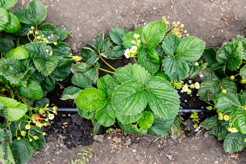 Fotografie Growing strawberries with drip watering