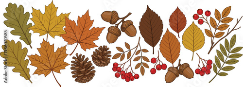 Autumn Leaves and Forest Elements Set with Oak, Maple, Acorns, Pine Cones, and Red Berries in Warm Fall Colors for Seasonal Nature Design