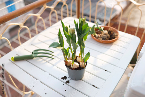Green gardening tools and tulip bulbs in pot on sunny balcony table. Aesthetic spring planting scene captures organic urban gardening and cottagecore slow living vibes in bright morning light.