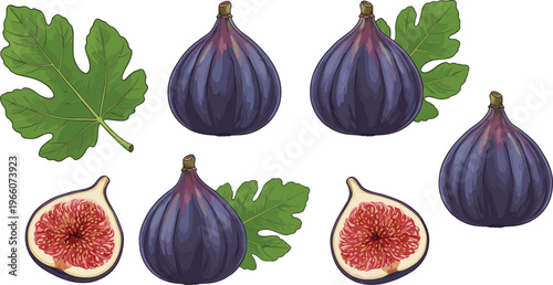 Vector illustration of figs and fig leaves showing whole fruits, cut halves, and green lobed foliage