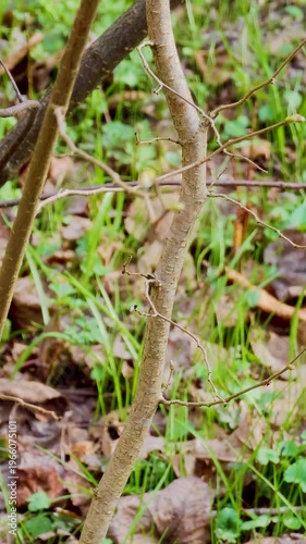 Toad crawling in forest during frog migration, 4K wildlife scene, amphibian movement across woodland, seasonal nature behavior and migration concept. 4K vertical video footage