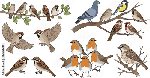Bird Collection Set with Sparrows Robins and Perching Birds on Branches in Various Poses Wildlife Illustration Design