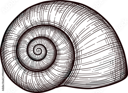 A detailed line drawing of a snail shell with intricate spiral patterns