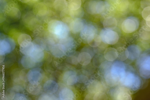 blurred green bokeh background