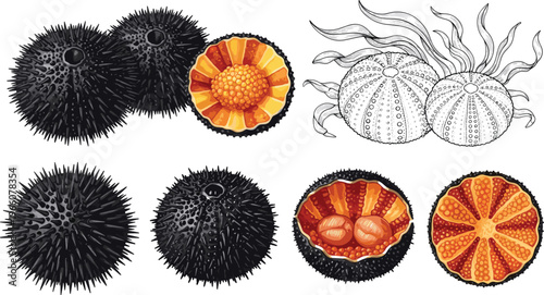 Sea Urchin Vector Set with Realistic and Scientific Illustrations Showing Whole, Cross-Section, and Spiny Marine Creatures for Ocean, Marine Biology, Education, and Digital Design Projects