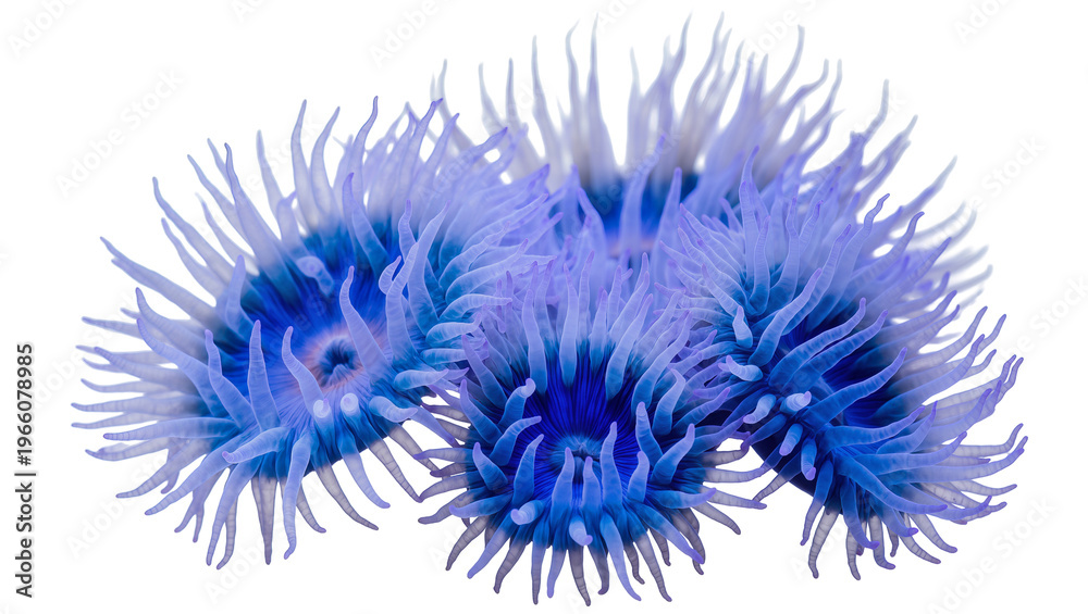 Obraz premium Vibrant blue and purple zoanthid coral polyps cluster, isolated on transparent background for marine biology designs
