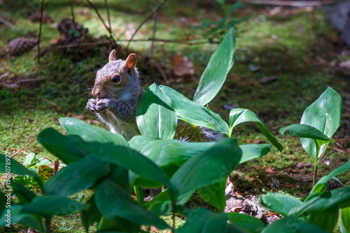 Squirrel Eating
