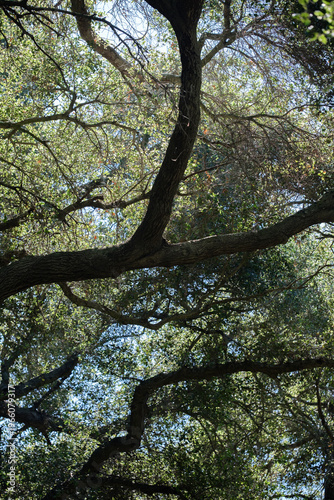 View looking through oak tree leaves and branches