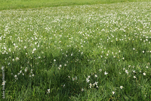 un champ de narcisses