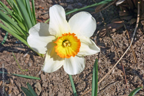 Un narcisse au printemps