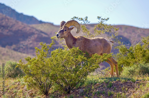 Big Horn Sheep