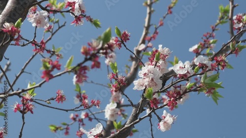 Blooming Apricot Trees in Spring Orchard Wide Shot with Slider Movement (77)