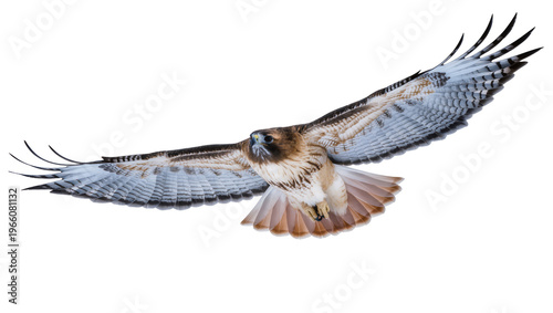 Tableau sur toile Red-tailed hawk in powerful flight with wings spread, isolated on transparent ba