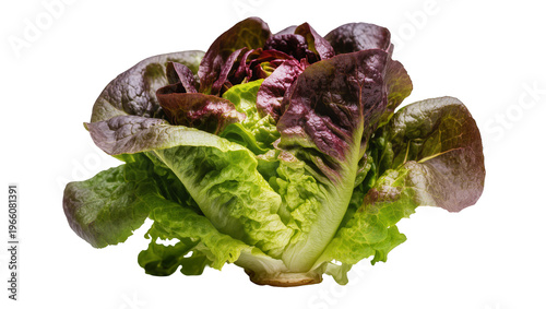 Fotografie Fresh green and red butterhead lettuce, isolated on transparent background for h