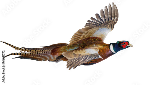 Fotografía Male pheasant flying wings spread, isolated on transparent background