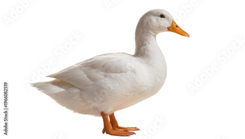 Fotografie White domestic duck with orange beak and webbed feet, isolated on transparent ba