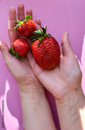 Conceptual Harvest Shot of Fresh Red Strawberries in Woman's Hands with Harsh Shadows