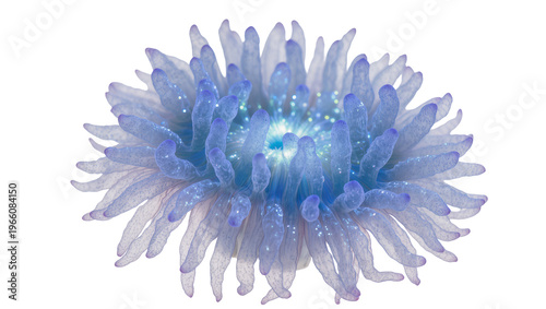 Schilderij op canvas Blue glowing flower with translucent petals, isolated on transparent background