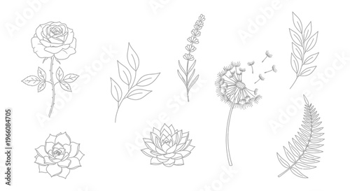 Delicate botanical illustrations of flowers leaves and ferns in a linear style