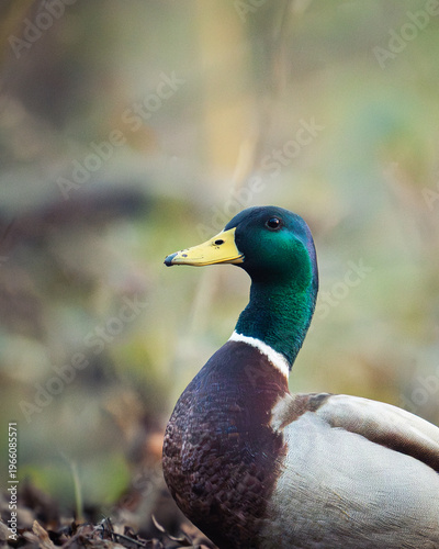 duck in the park