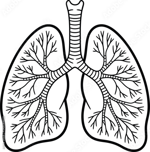 Human lungs anatomy illustration, respiratory system diagram with trachea and bronchi, vector line art drawing