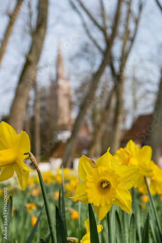 springtime daffodils outside garden in peaceful begijnhof Bruges Beguinage Ten Wijngaerde with proinent gothic architecture tower church of our lady. Belgium Onze Lieve Vrouwekerk  sunny day blue sky