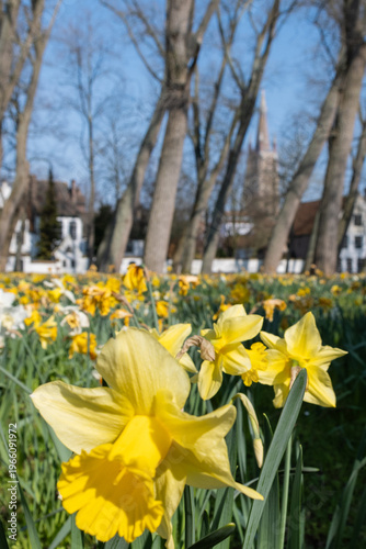 springtime daffodils outside garden in peaceful begijnhof Bruges Beguinage Ten Wijngaerde with proinent gothic architecture tower church of our lady. Belgium Onze Lieve Vrouwekerk  sunny day blue sky