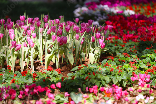 Pink tulips are blooming in a flower bed surrounded by colorful flowers.
