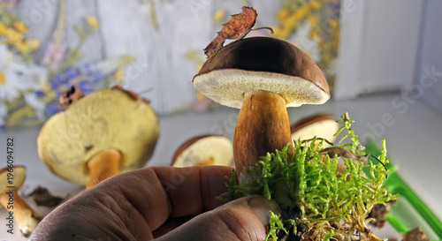 Maronen in der Hand gehalten