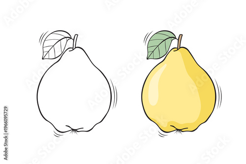Quince outline and colored version side by side, hand drawn fruit vector illustration for coloring book pages
